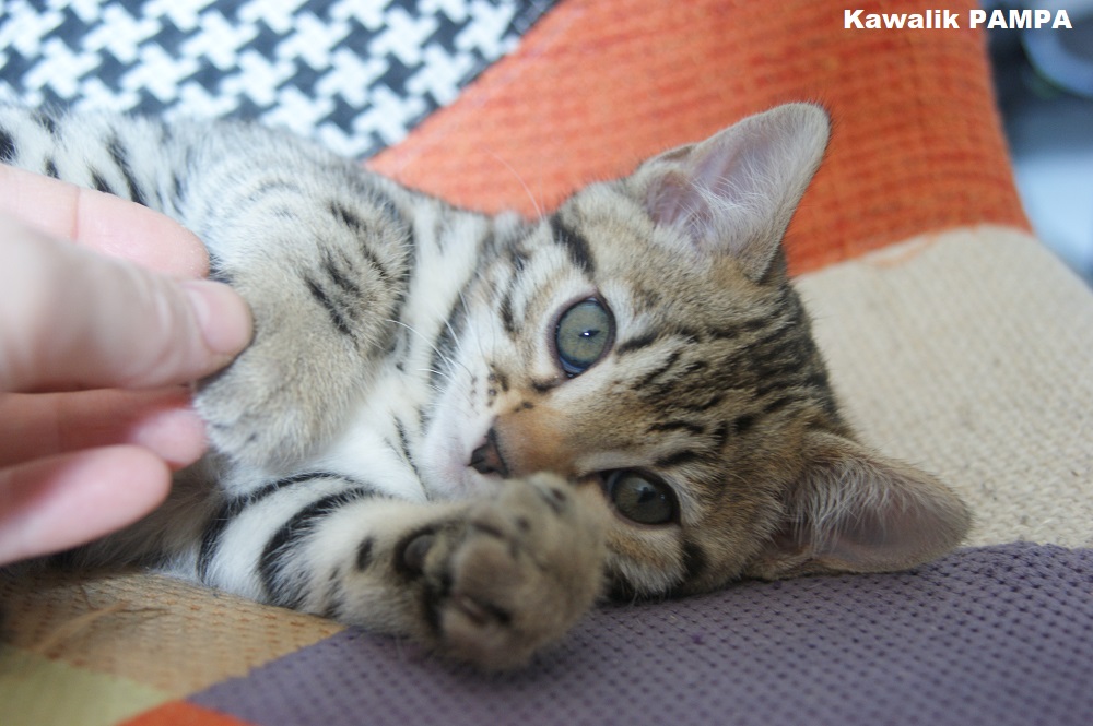 chaton bengal
